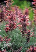 Agastache (Dropplant) rupestris